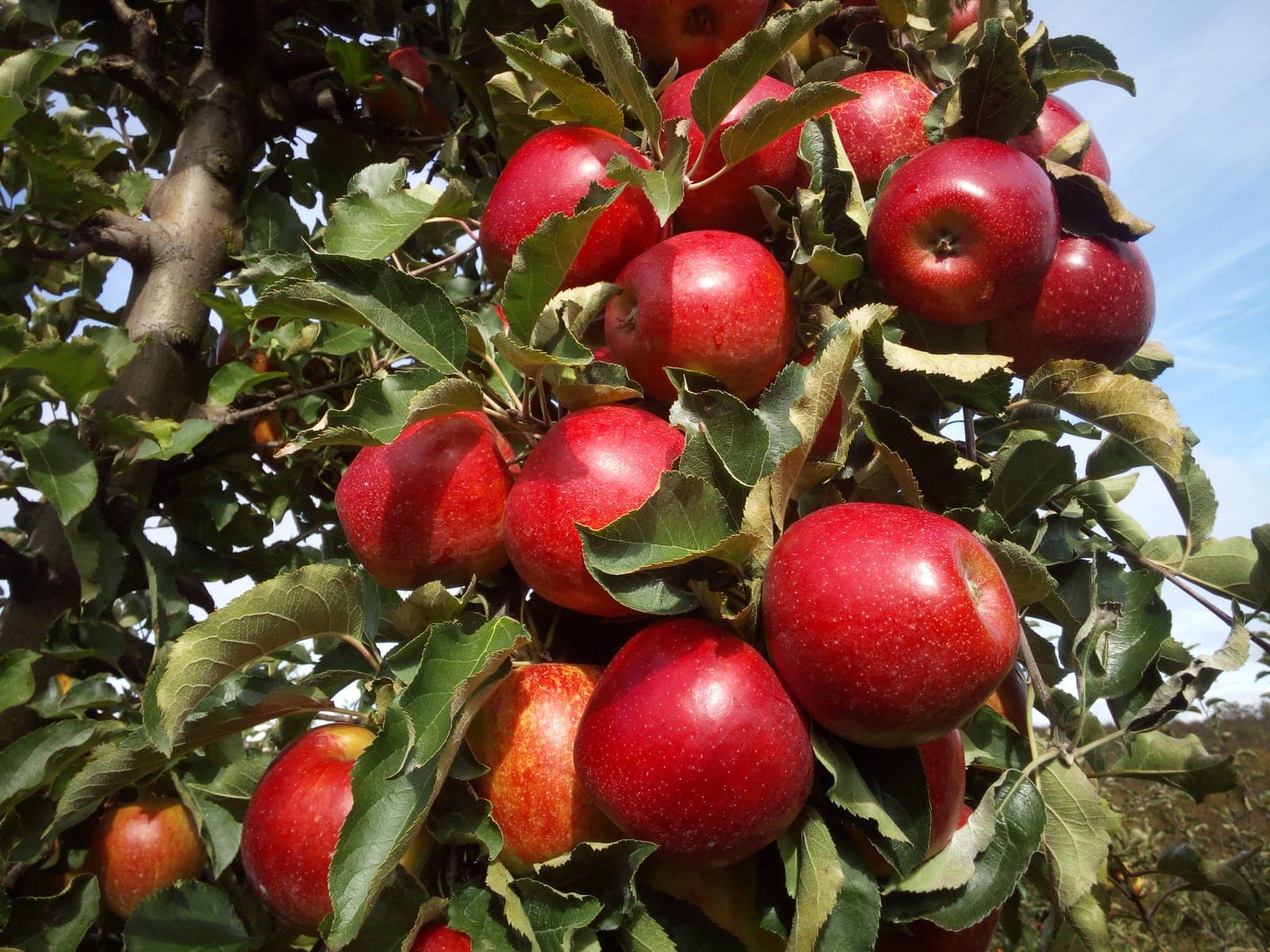 Gałąź ugięta pod ciężarem dojrzałych czerwonych jabłek