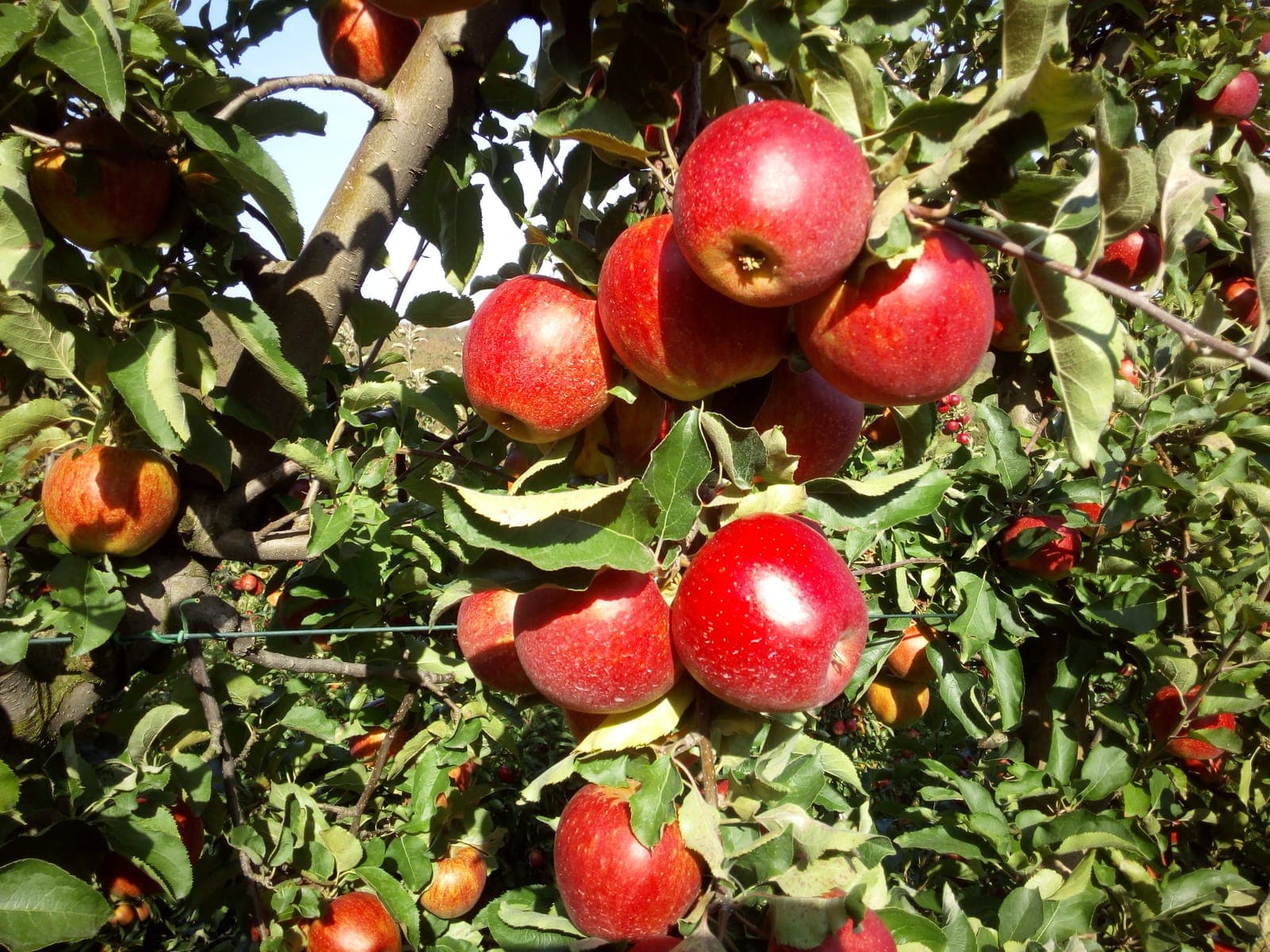Kiść czerwonych jabłek gotowych do zbioru na gałęzi