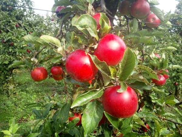 Lśniące czerwone jabłka po deszczu na gałęzi w sadzie