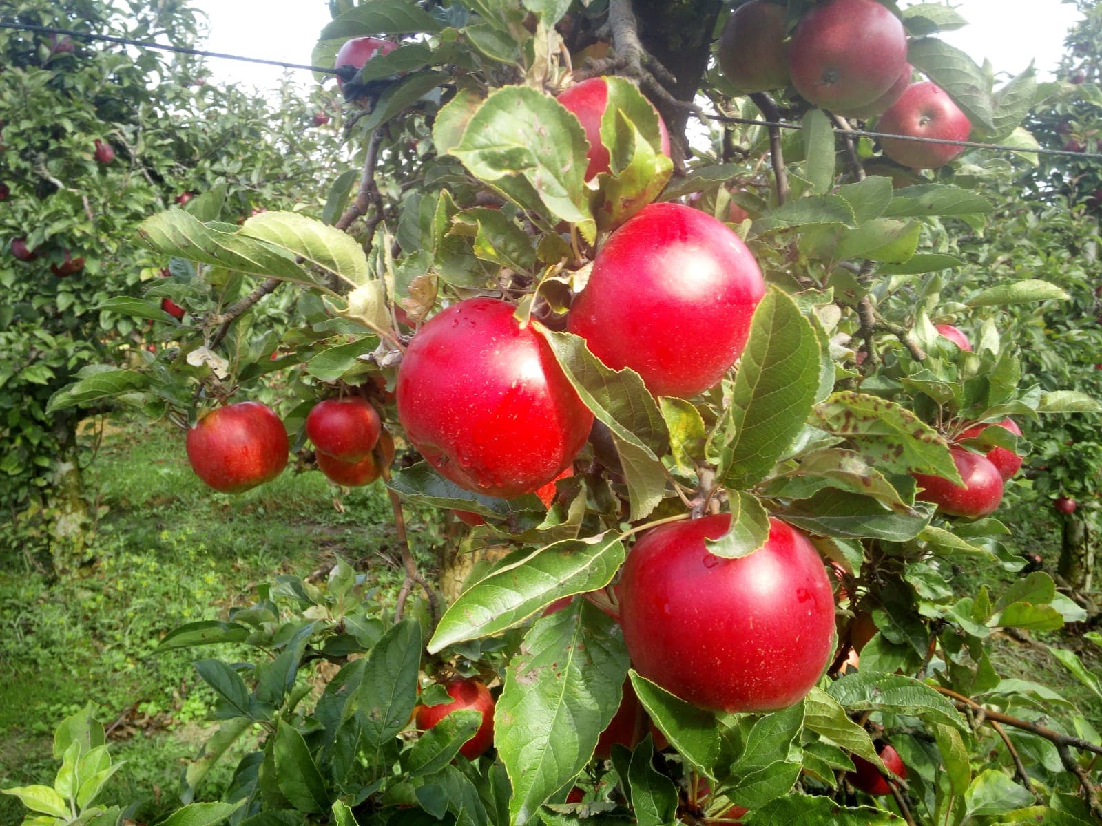 Lśniące czerwone jabłka po deszczu na gałęzi w sadzie