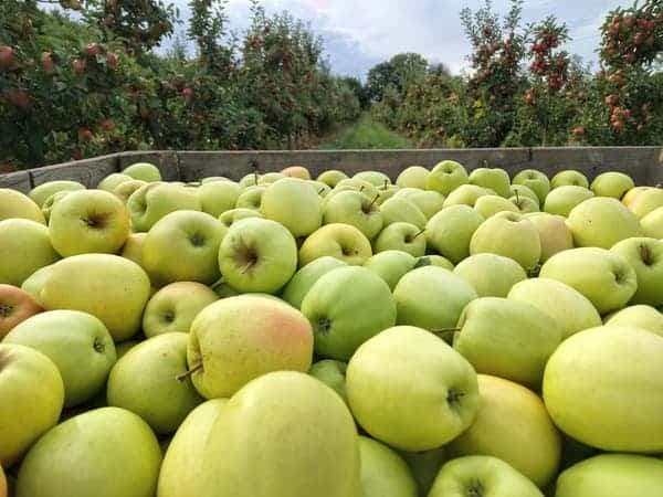 Pełna skrzynia zielonych jabłek Golden Delicious między rzędami sadu
