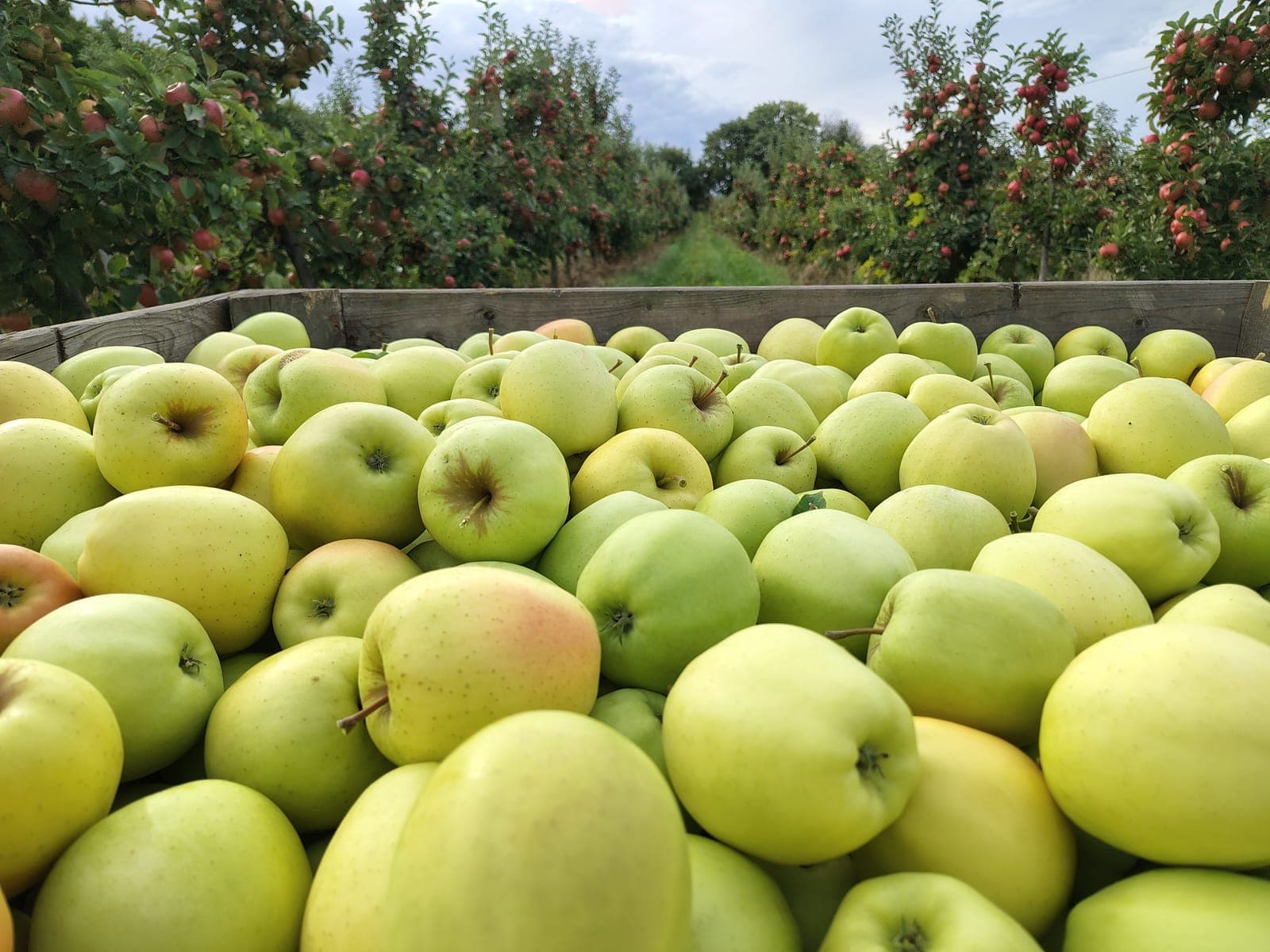 Pełna skrzynia zielonych jabłek Golden Delicious między rzędami sadu