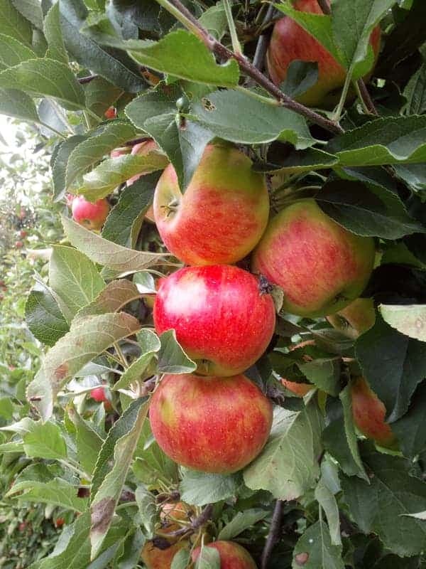 Czerwono-złote jabłka Rubinola dojrzewające na gałęzi