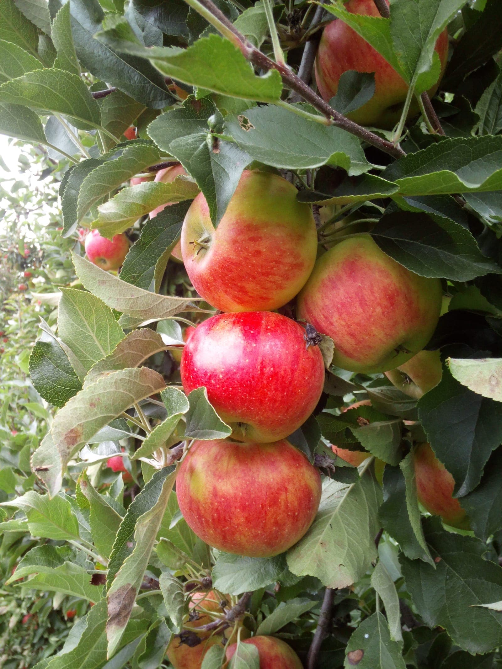Czerwono-złote jabłka Rubinola dojrzewające na gałęzi