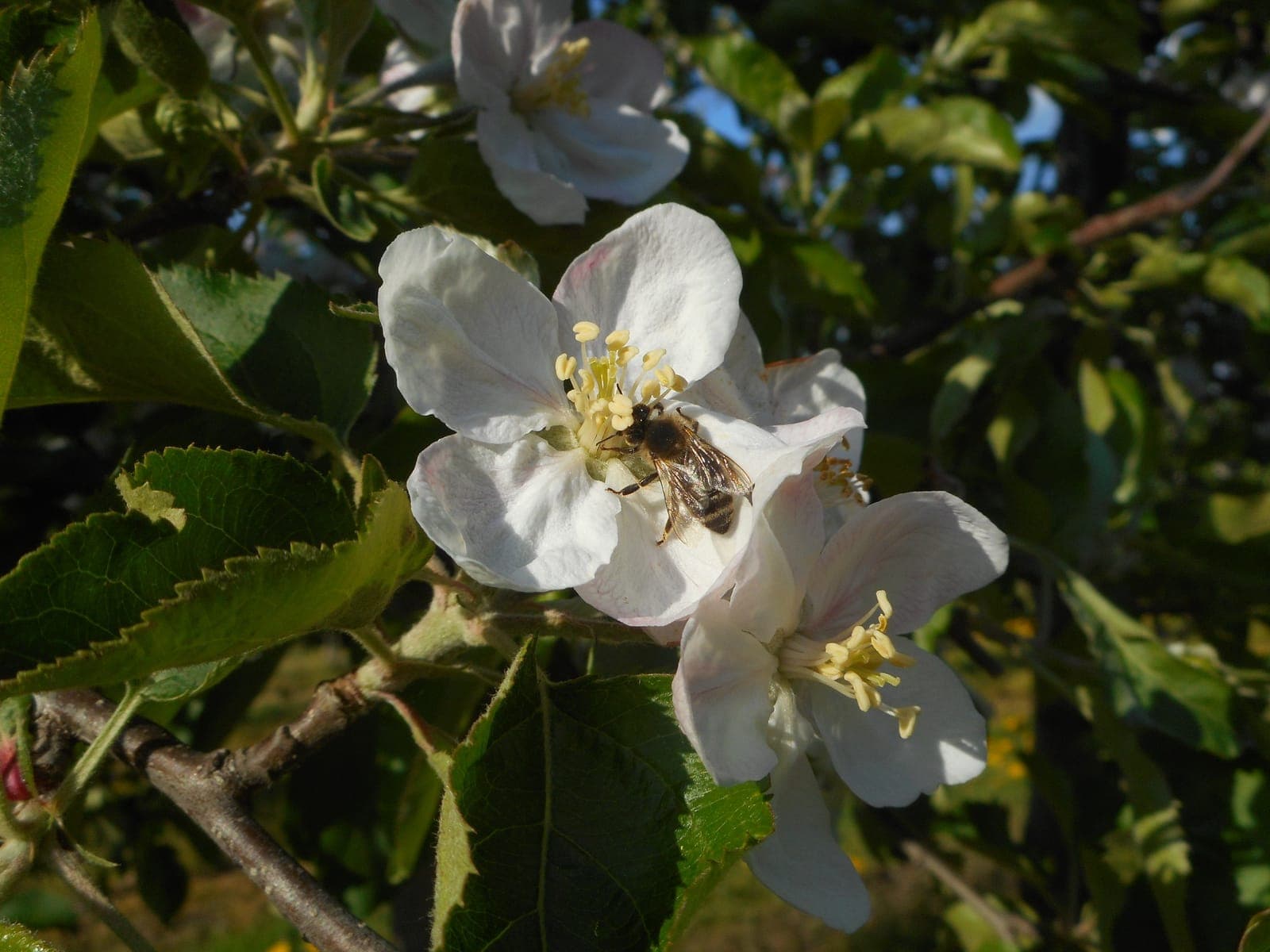 Pszczoła zapylająca biały kwiat jabłoni w wiosennym sadzie