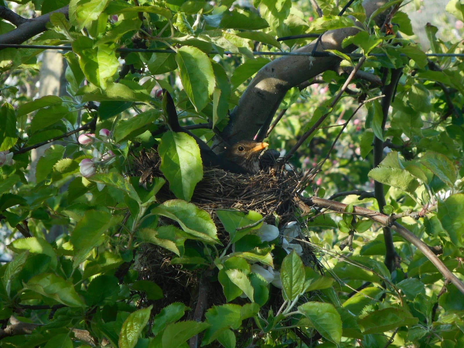 Kos wysiadujący jaja w gnieździe ukrytym wśród gałęzi jabłoni