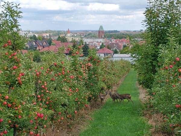 Panorama Trzebnicy z sadu — jabłonie z owocami i sarny między rzędami
