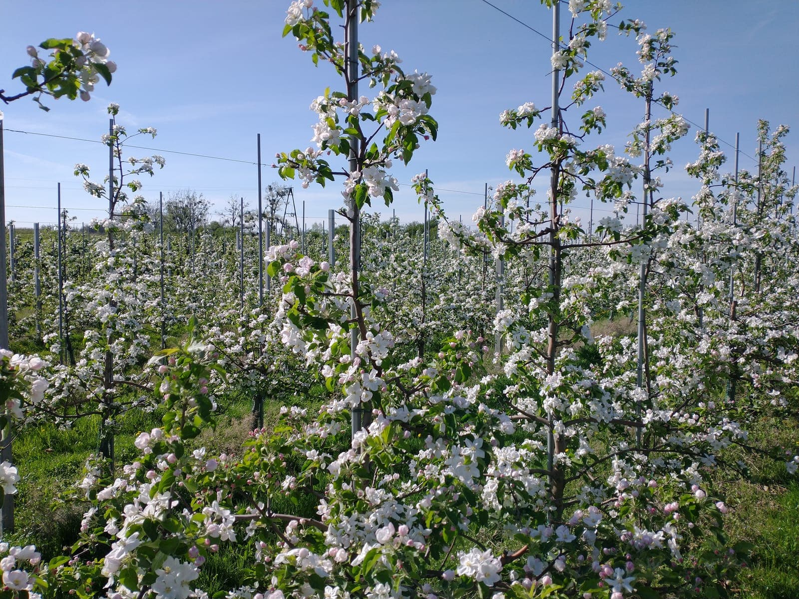 Białe kwiaty jabłoni z bliska — wiosenne kwitnienie sadu