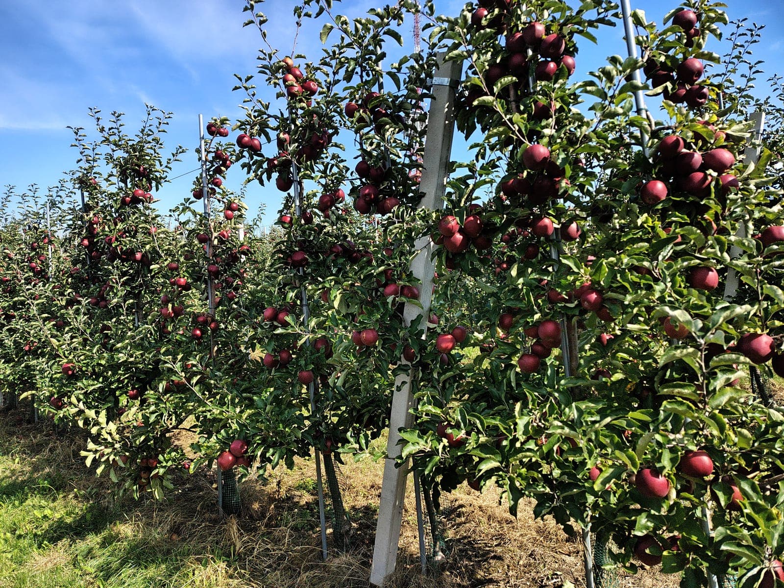 Rzędy jabłoni obficie obsypanych ciemnoczerwonymi jabłkami