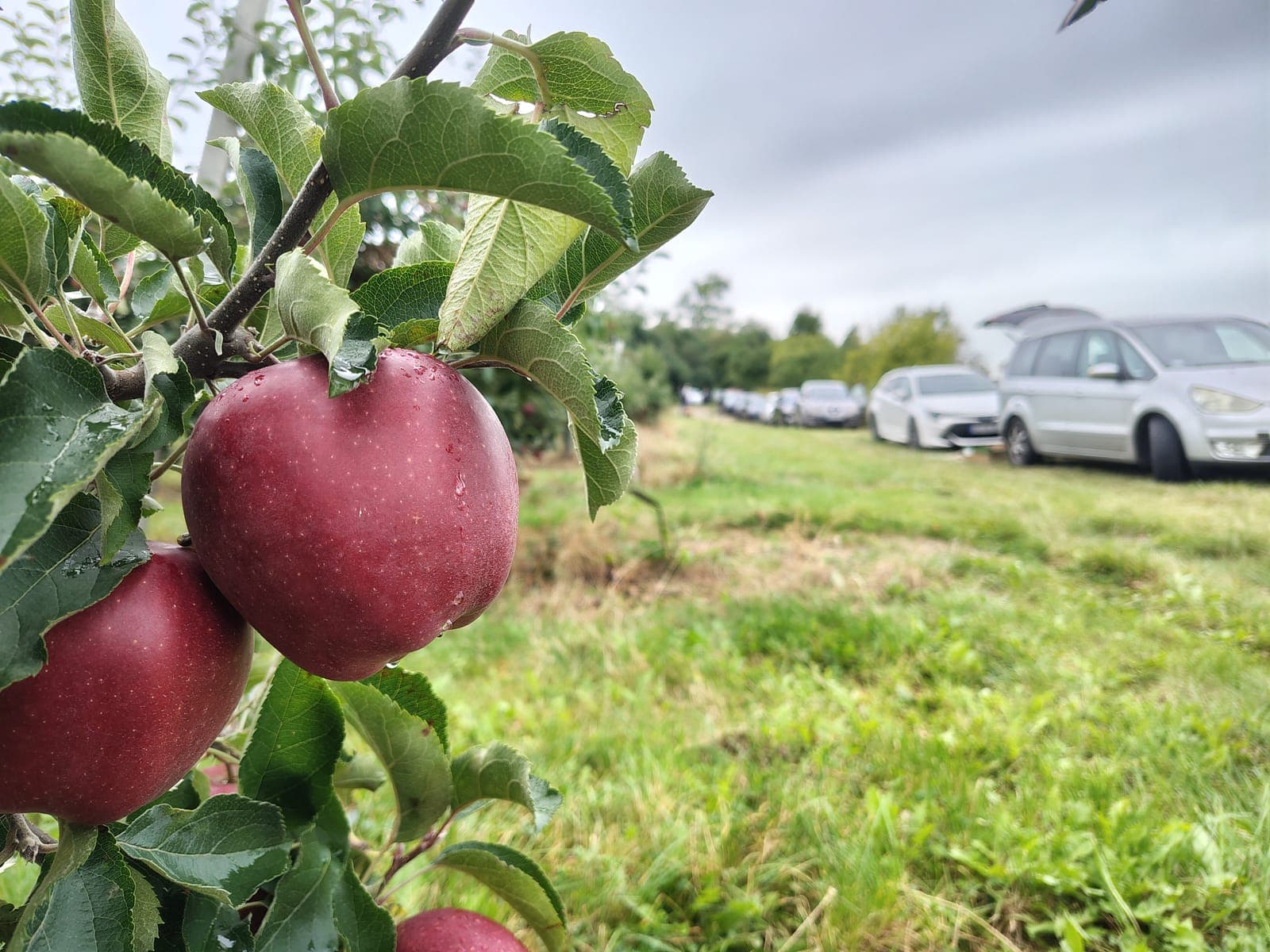 Dojrzałe czerwone jabłka na pierwszym planie — sad w tle