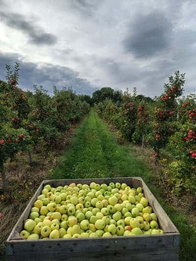 Drewniana skrzynia jabłek Golden na tle jesiennego sadu
