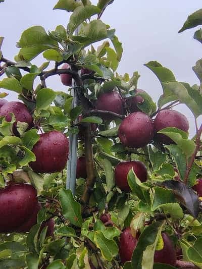 Ciemnoczerwone jabłka po deszczu na gałęzi — zbliżenie z kroplami wody