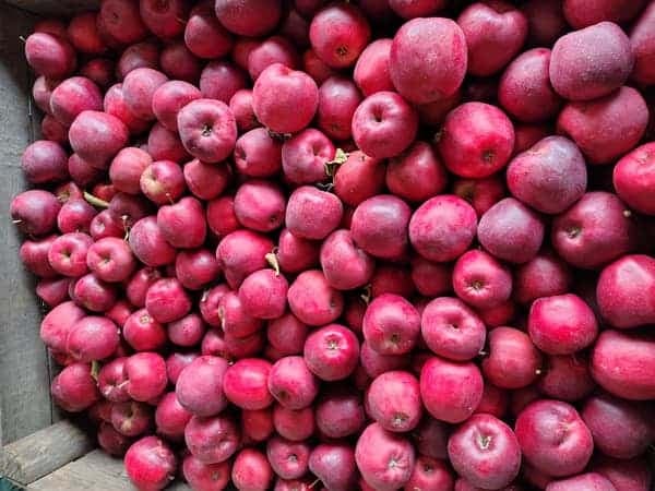 Skrzynia pełna czerwonych jabłek — świeżo zebrane owoce z bliska