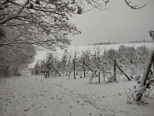 Zaśnieżone jabłonie na wzgórzach — zimowy krajobraz sadu