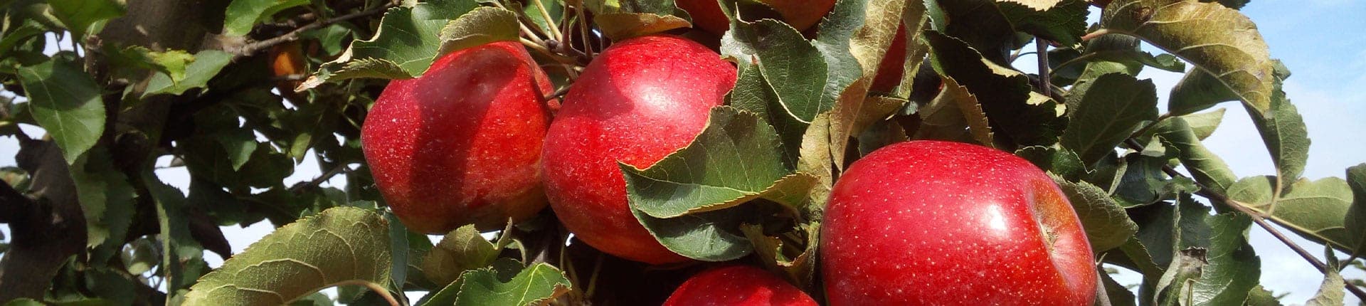 Odmiany jabłek uprawiane w Sadach Celmerów