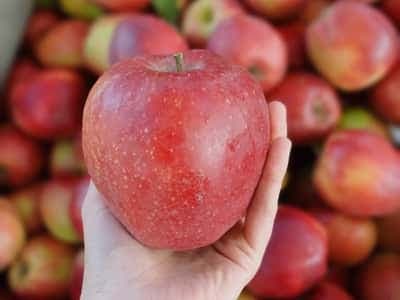 Red Jonaprince Select